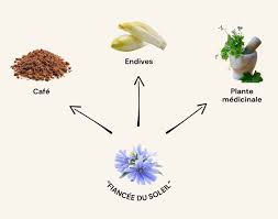 Image result for Chicorée