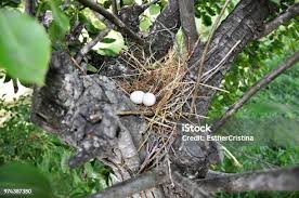 Attēlu rezultāti vaicājumam “Buteo buteo nest”