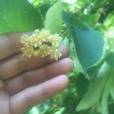 Attēlu rezultāti vaicājumam “Tilia x moltkei”