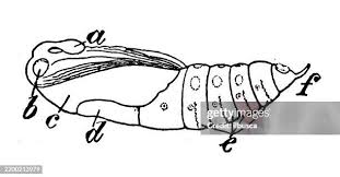 Attēlu rezultāti vaicājumam “Sphinx ligustri larva”