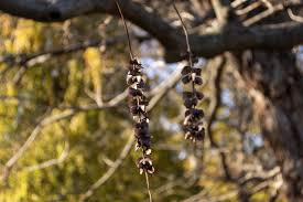 Attēlu rezultāti vaicājumam “Pterocarya fraxinifolia flower”