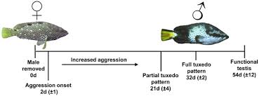 Image result for Epinephelus adscensionis