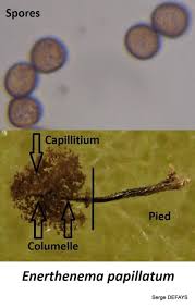 Attēlu rezultāti vaicājumam “Enerthenema papillatum spores”