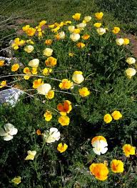 Attēlu rezultāti vaicājumam “Eschscholzia californica flower”