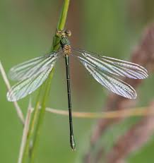 Attēlu rezultāti vaicājumam “Chalcolestes viridis”
