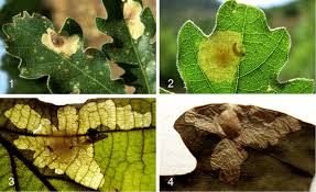 Attēlu rezultāti vaicājumam “Tischeriidae”