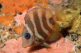 Image result for Acanthurus coeruleus