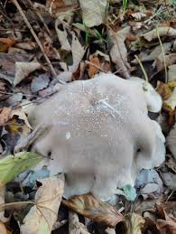 Attēlu rezultāti vaicājumam “Vouauxiomyces santessonii”