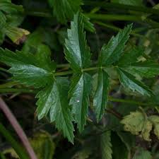 Image result for Pimpinella major