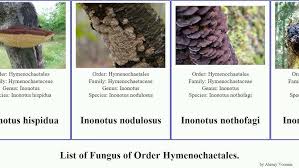 Attēlu rezultāti vaicājumam “Phellinus laevigatus”