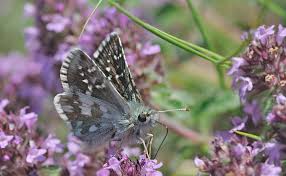 Attēlu rezultāti vaicājumam “Pyrgus serratulae”