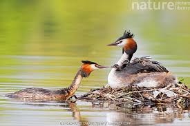 Attēlu rezultāti vaicājumam “Podiceps cristatus nest”