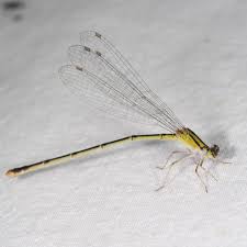 Attēlu rezultāti vaicājumam “Coenagrionidae”