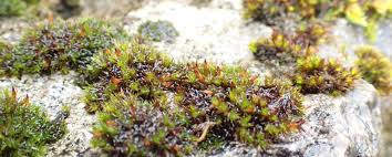 Attēlu rezultāti vaicājumam “Orthotrichum cupulatum var. riparium sporophyte”