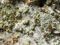 Attēlu rezultāti vaicājumam “Chaenotheca phaeocephala”