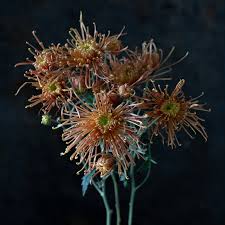 Image result for Chrysanthemum sebatense