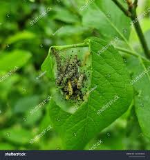 Attēlu rezultāti vaicājumam “Yponomeuta malinellus / cagnagella imago”