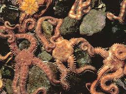 Attēlu rezultāti vaicājumam “Ophiotheca chrysosperma”