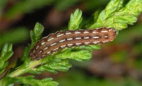 Attēlu rezultāti vaicājumam “Lycophotia porphyrea”