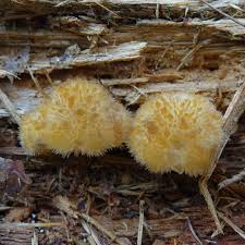 Attēlu rezultāti vaicājumam “Leptoporus mollis”