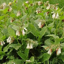 Attēlu rezultāti vaicājumam “Symphytum grandiflorum”