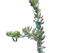 Attēlu rezultāti vaicājumam “Diderma globosum sessile”