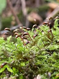Attēlu rezultāti vaicājumam “Brachythecium rutabulum sporophyte”