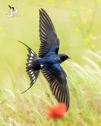 Attēlu rezultāti vaicājumam “Hirundo rustica”