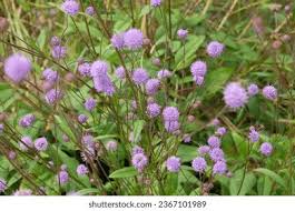 Attēlu rezultāti vaicājumam “Succisa pratensis bud”