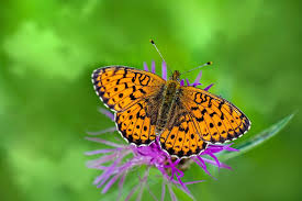 Attēlu rezultāti vaicājumam “Brenthis ino”