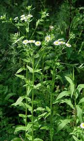 Attēlu rezultāti vaicājumam “Erigeron annuus flower”