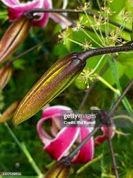 Attēlu rezultāti vaicājumam “Lilium martagon bud”