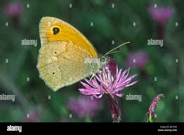 Attēlu rezultāti vaicājumam “Maniola jurtina male”