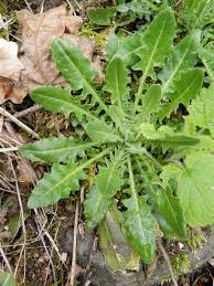 Attēlu rezultāti vaicājumam “Arabis glabra leaf”