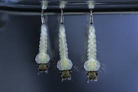 Attēlu rezultāti vaicājumam “Culex pipiens larva”