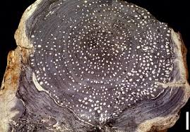 Attēlu rezultāti vaicājumam “Boletales”