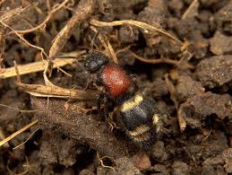 Attēlu rezultāti vaicājumam “Mutilla europaea”