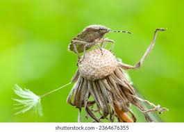 Attēlu rezultāti vaicājumam “Heteroptera”