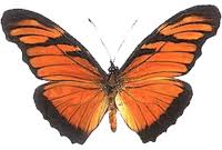 Attēlu rezultāti vaicājumam “Blepharidopterus angulatus imago”