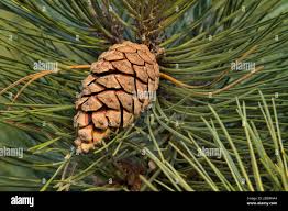 Attēlu rezultāti vaicājumam “Pinus sylvestris”