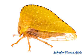 Attēlu rezultāti vaicājumam “Membracidae”