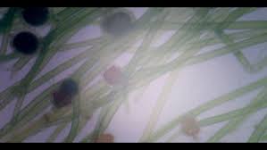 Attēlu rezultāti vaicājumam “Nitella sp.”