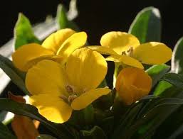 Image result for Cheiranthus cheiri