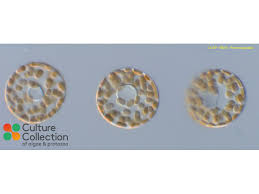 Image result for Liopsetta glacialis