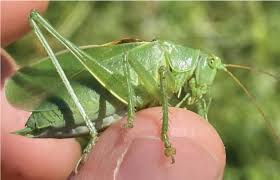 Attēlu rezultāti vaicājumam “Tettigonia cantans”
