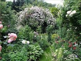 Image result for Tanacetum parthenium 'Tetraweiss'