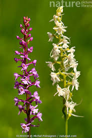 Attēlu rezultāti vaicājumam “Gymnadenia conopsea flower”