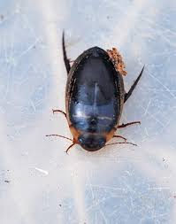 Attēlu rezultāti vaicājumam “Hydaticus transversalis”