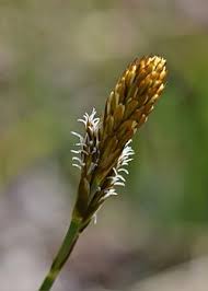 Attēlu rezultāti vaicājumam “Carex caryophyllea flower”