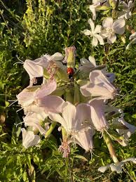 Attēlu rezultāti vaicājumam “Saponaria officinalis”